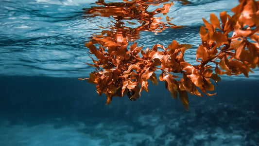 Les bienfaits de l&#8217;algue rouge sur la peau