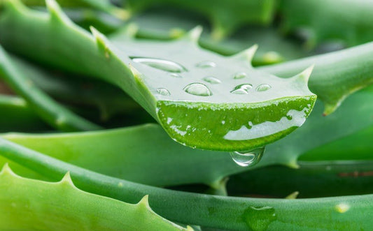 Les 5 bienfaits de l&#8217;aloe vera à découvrir dès maintenant