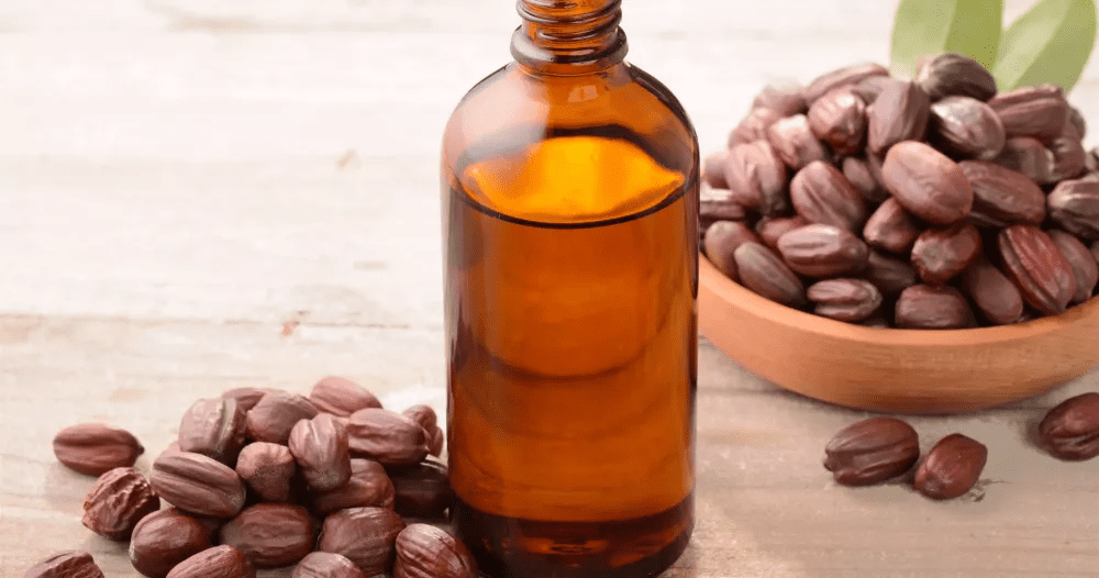 L’huile naturelle de jojoba incontournable pour le corps et les cheveux